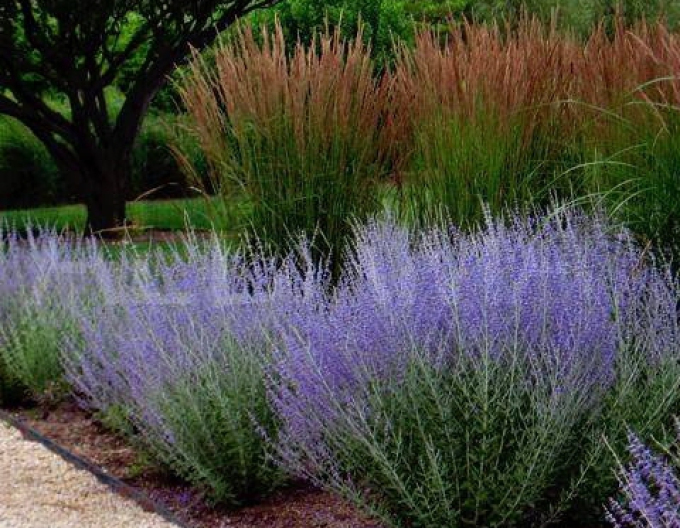 Salvie rusească - Perovskia ´Blue Spire´