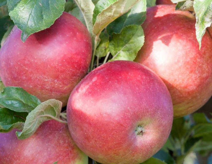 Măr columnar ´Cumulus´ iarnă, portaltoi MM106, ghiveci  2L