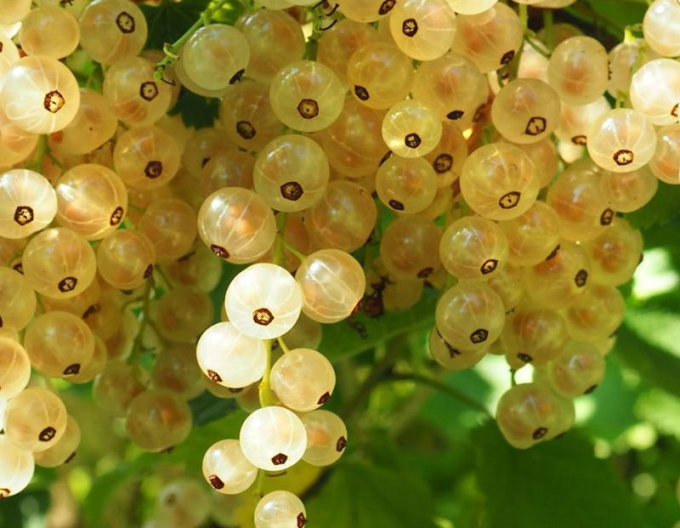 Coacăz alb "White Versailles" pe tulpină