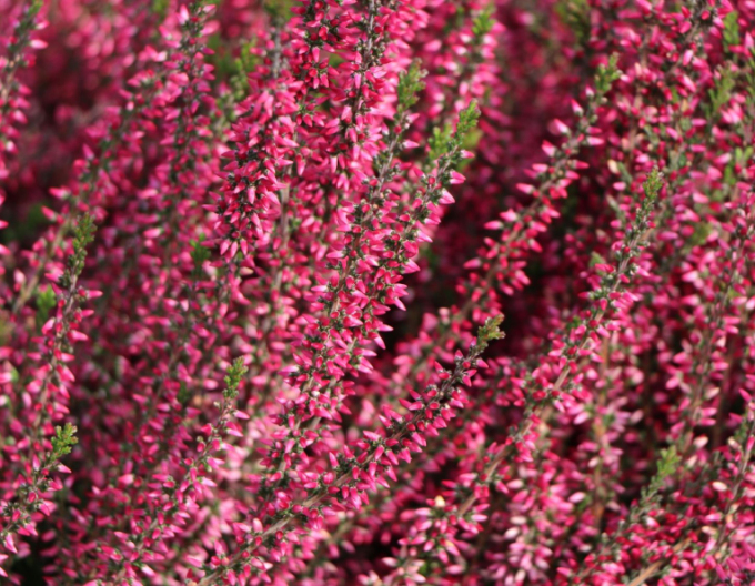 Iarbă neagră Aphrodite