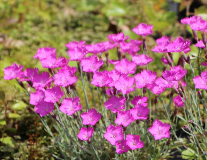 Garofițe ´Amarant´