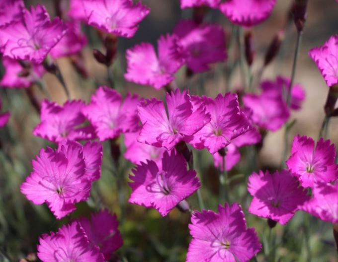 Garofițe ´Amarant´