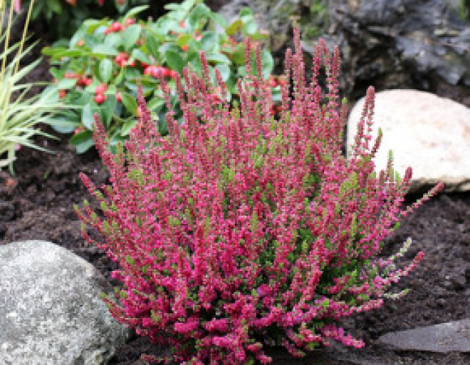 Iarbă neagră"Frumusețe întunecată