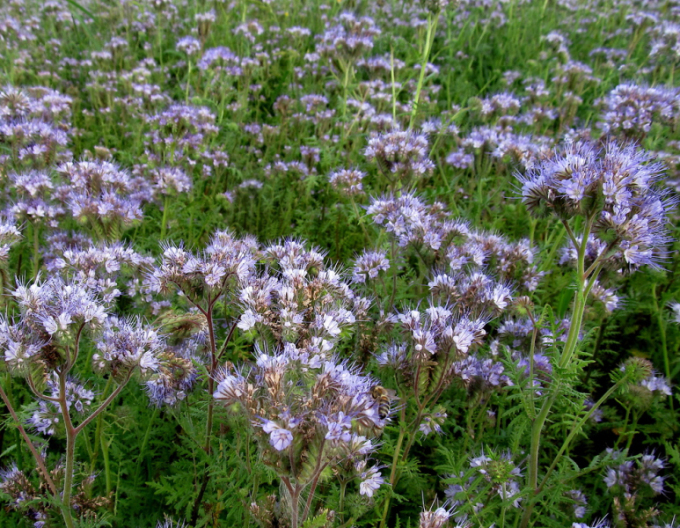 Iarba scorpionului Phacelia 300g