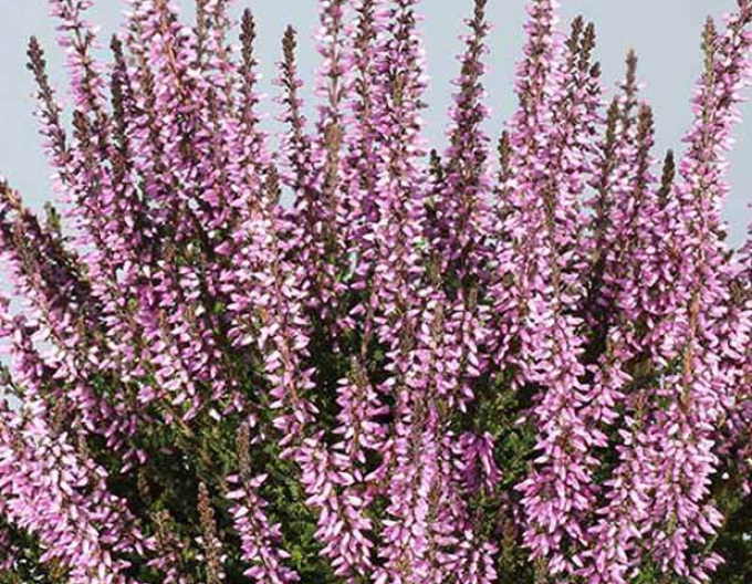 Calluna vulgaris  ´Hilda´