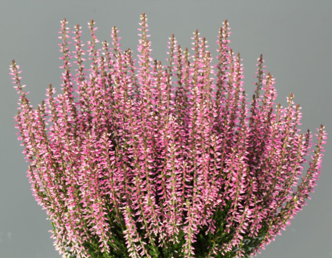 Calluna vulgaris ´Romy´