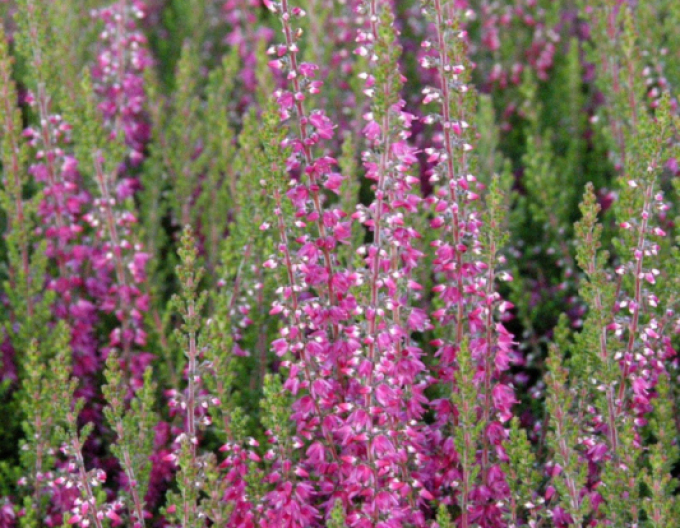 Calluna vulgaris Roter Oktober