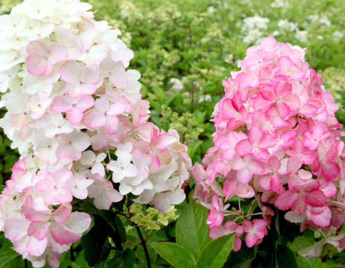 Hortensie paniculate Fraise Melba -  pe tulpină