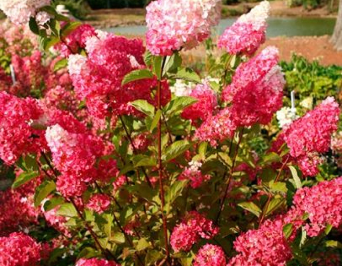 Hortensie paniculate Fraise Melba -  pe tulpină