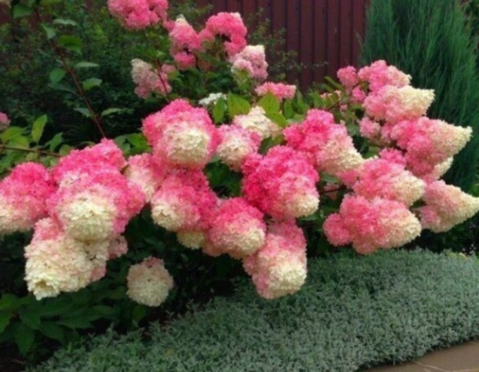 Hortensie paniculate Fraise Melba -  pe tulpină