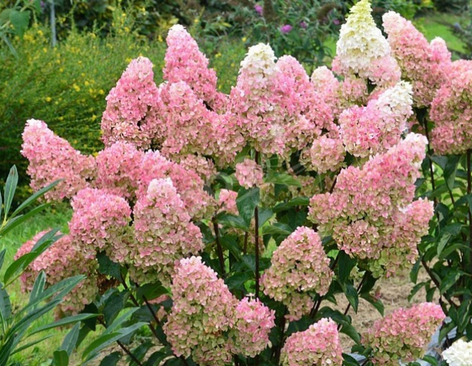 Hortensie paniculate Fraise Melba -  pe tulpină