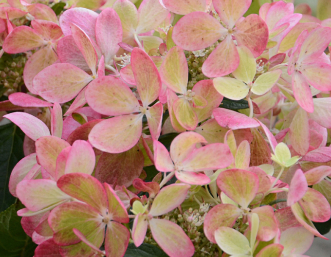 Hortensie paniculate Pastelgreen