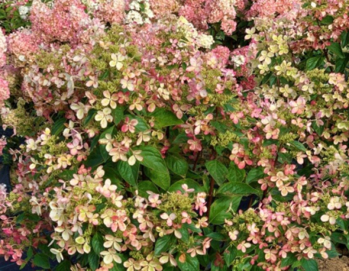 Hortensie paniculate Pastelgreen