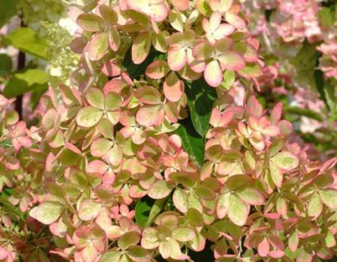 Hortensie paniculate Pastelgreen