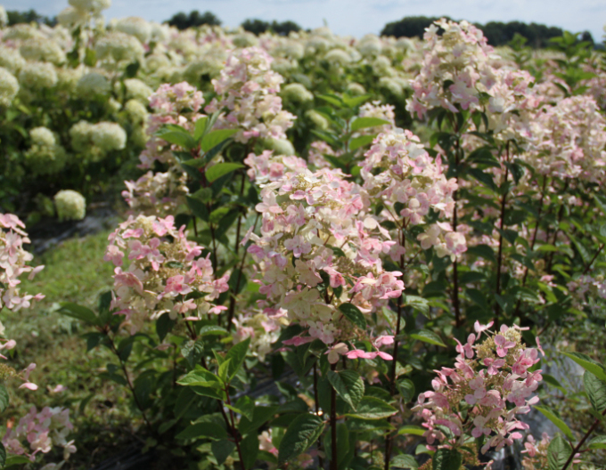 Hortensie paniculate Pastelgreen