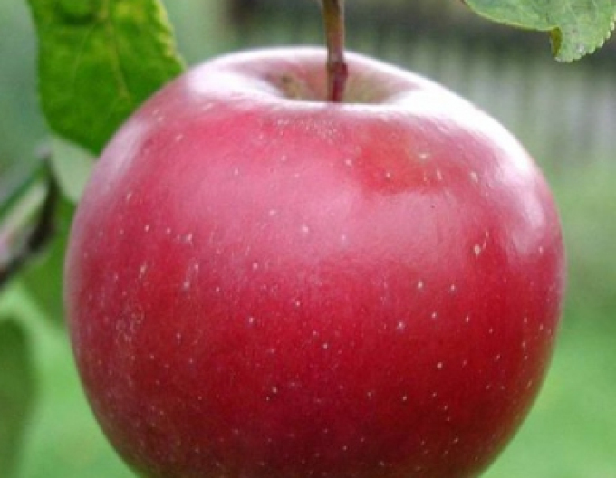 Măr Breaburn iarnă, portaltoi M9, rădăcină liberă