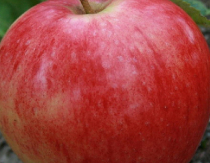 Măr de vară "Discovery", sub. A2, liber