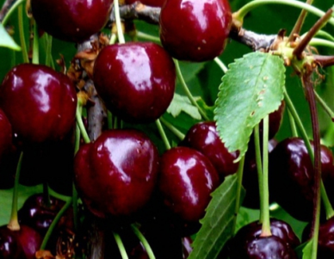 Cireș ´Burlat´ timpurie, portaltoi Gisela5, rădăcină liberă