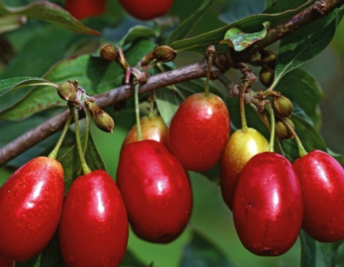 Corn „Jolico” – puiet cu rădăcină liberă