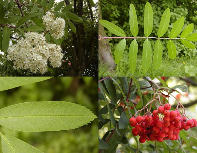 Scoruș de munte„sorbul păsăresc