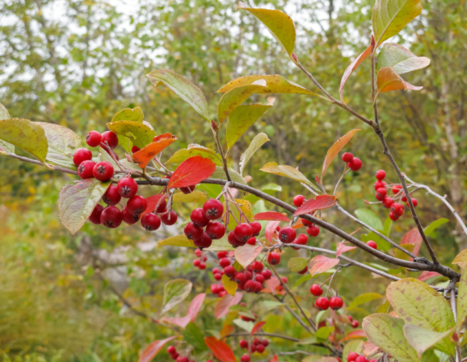 Scoruș de munte„sorbul păsăresc