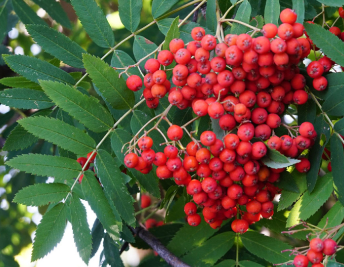 Scoruș de munte„sorbul păsăresc
