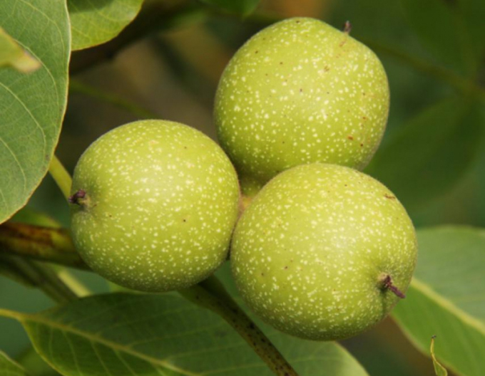 Nuc ´Lara´ , liber.