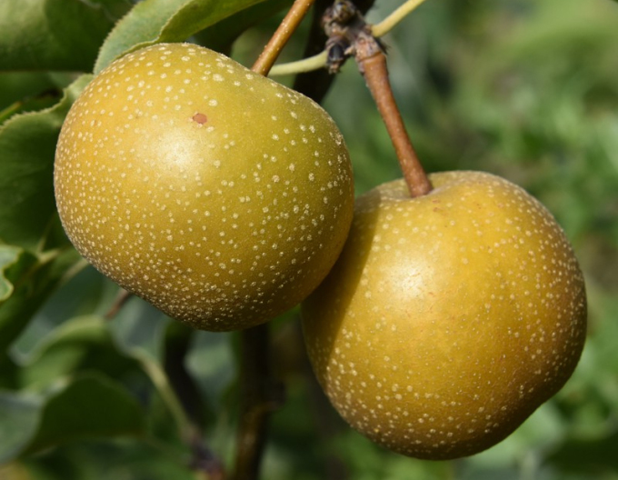 Par asiatic ‘Hosui’, vară, portaltoi Păr sălbatic, rădăcină liberă