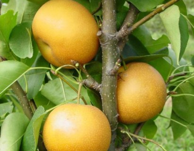 Par asiatic ‘Hosui’, vară, portaltoi Păr sălbatic, rădăcină liberă