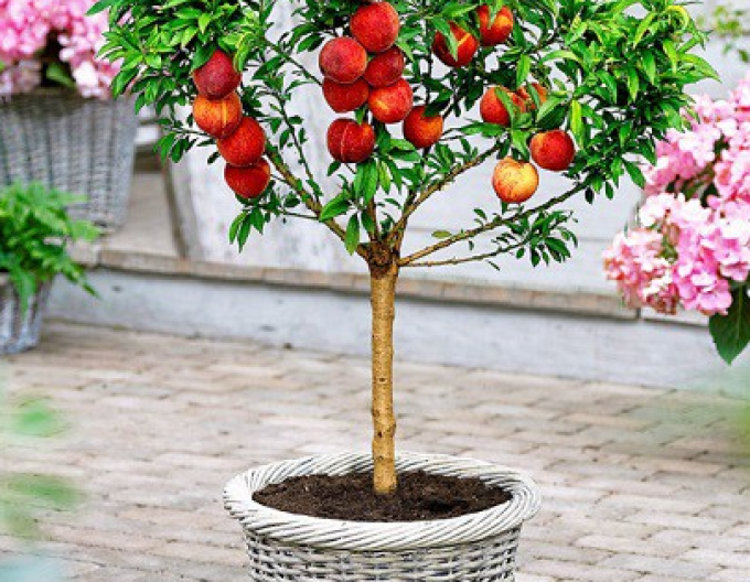 Mini Mini Nectarine ´HONEY GOLD´, sub. Răsad, născut liber.