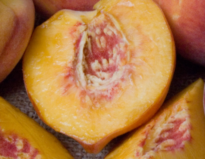 Mini Mini Nectarine ´HONEY GOLD´, sub. Răsad, născut liber.