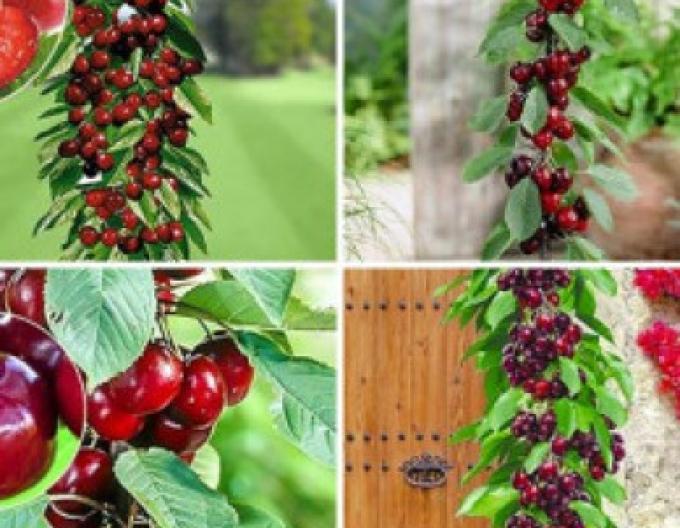 Cireș Columnar ´Queen Marry´, sub. Colt, liber.