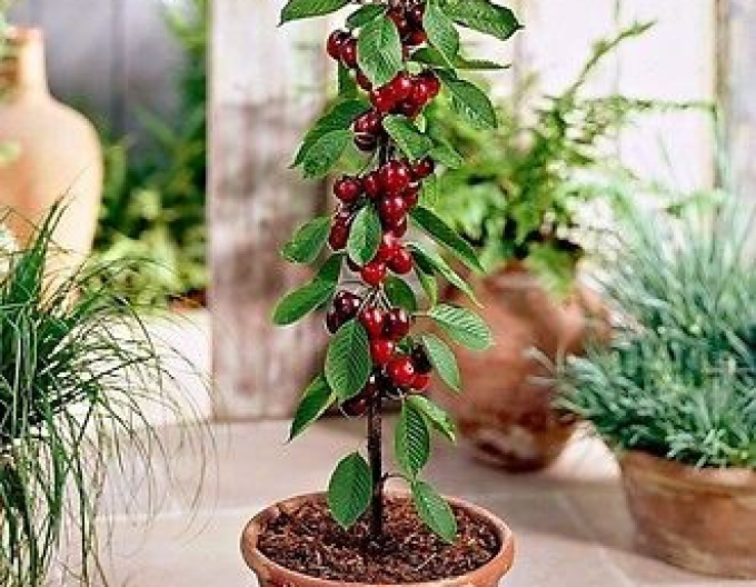 Cireș Columnar ´Queen Marry´, sub. Colt, liber.