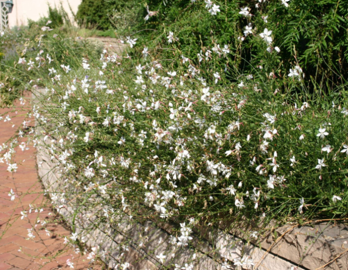 Gaura ʹVârtej de fluturiʹ