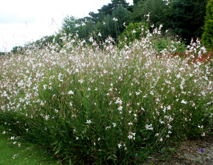 Gaura ʹVârtej de fluturiʹ