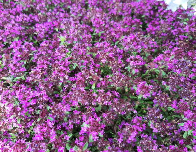 Cimbrișor ´Red Carpet´