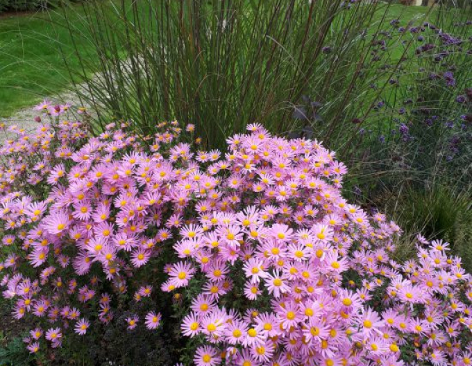 Crizantemă Clara Curtis