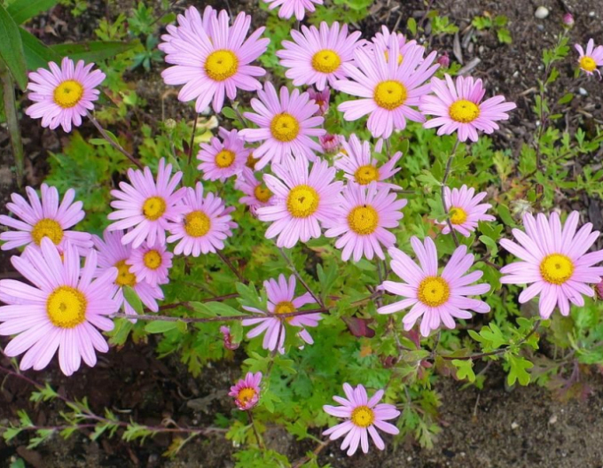 Crizantemă Clara Curtis