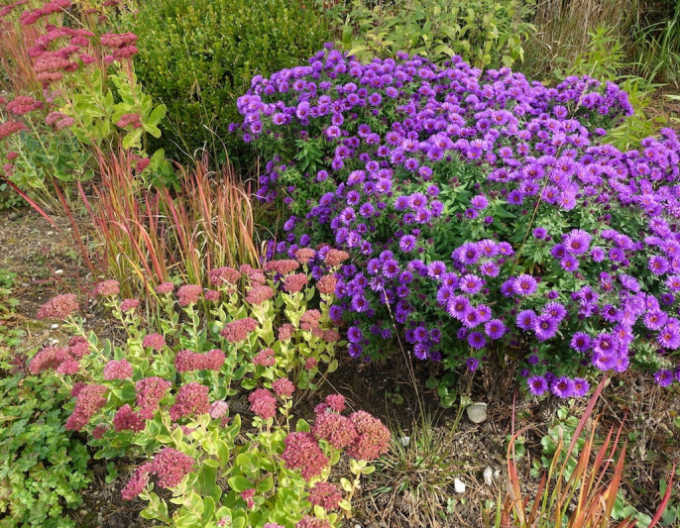 Astra ´Purple Dome ´