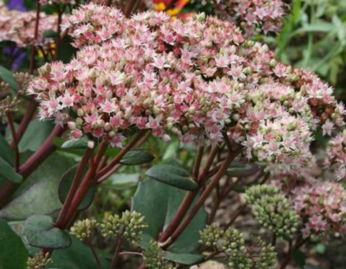 Hylotelephium - Stonecrop ´Matrona´ 1l