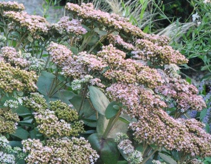 Hylotelephium - Stonecrop ´Matrona´ 1l