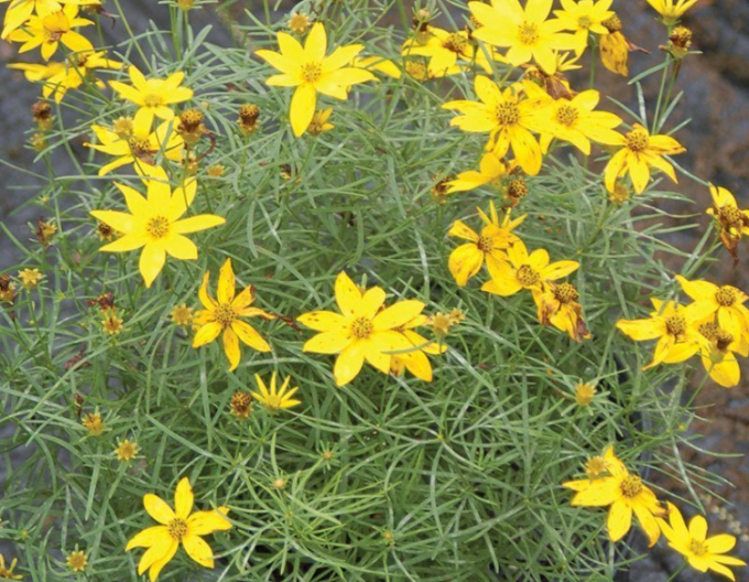 Coreopsis - Frumușica´Zagreb´