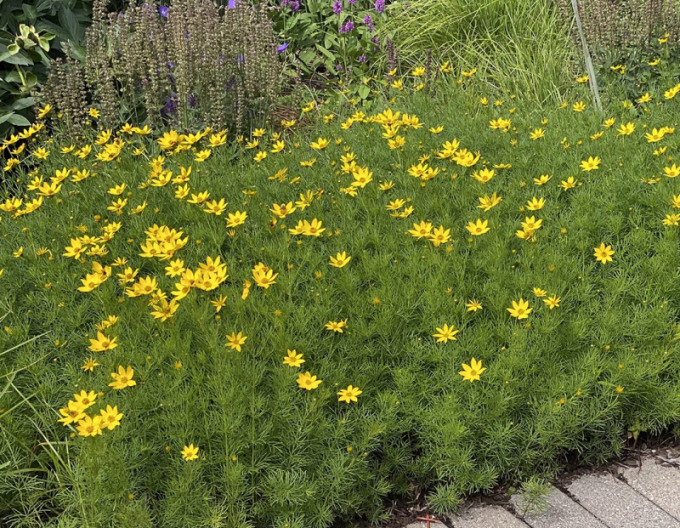 Coreopsis - Frumușica´Zagreb´