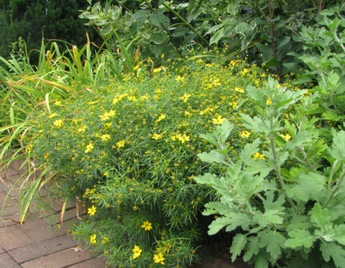 Coreopsis - Frumușica´Zagreb´