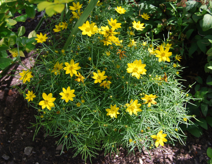 Coreopsis - Frumușica´Zagreb´