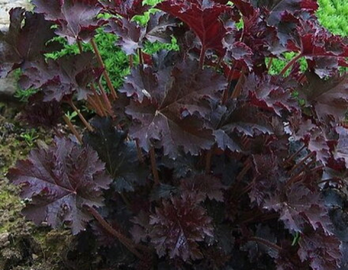 Heuchera Palace Purple