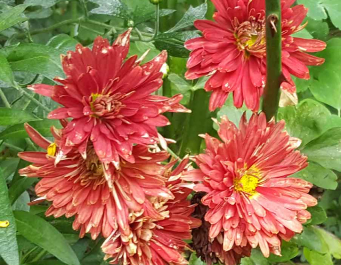 Crizantemă "Red Velvet