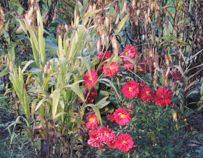 Crizantemă "Red Velvet