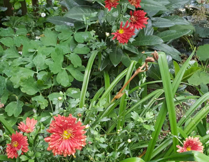 Crizantemă "Red Velvet