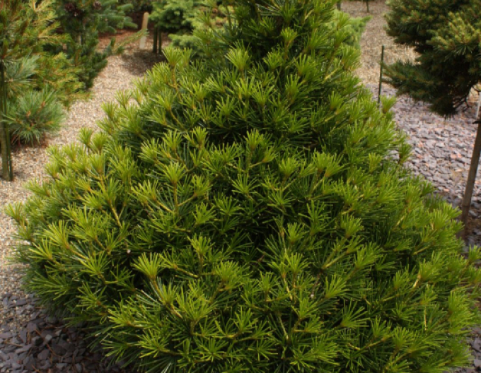 Pin umbrelă japonez 100/125cm